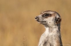 Meerkat close up, Botswana